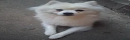 German Spitz dogs for sale: German spitz - Advert 6