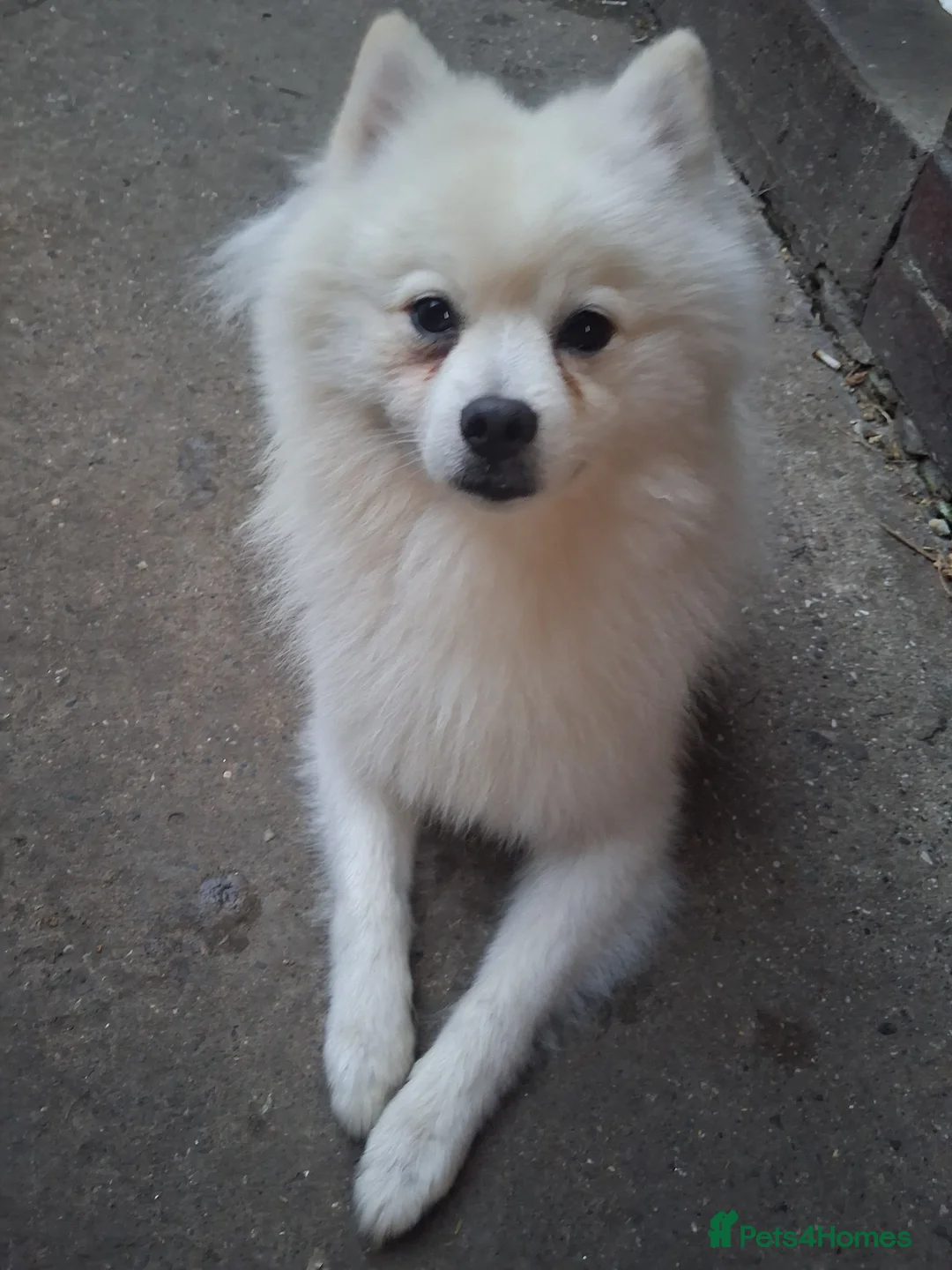 German Spitz dogs for sale: German spitz - Advert 6