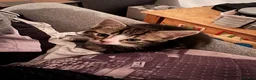 Mixed Breed cats for sale: Kittens for sale and ready for their forever home  - Advert 5