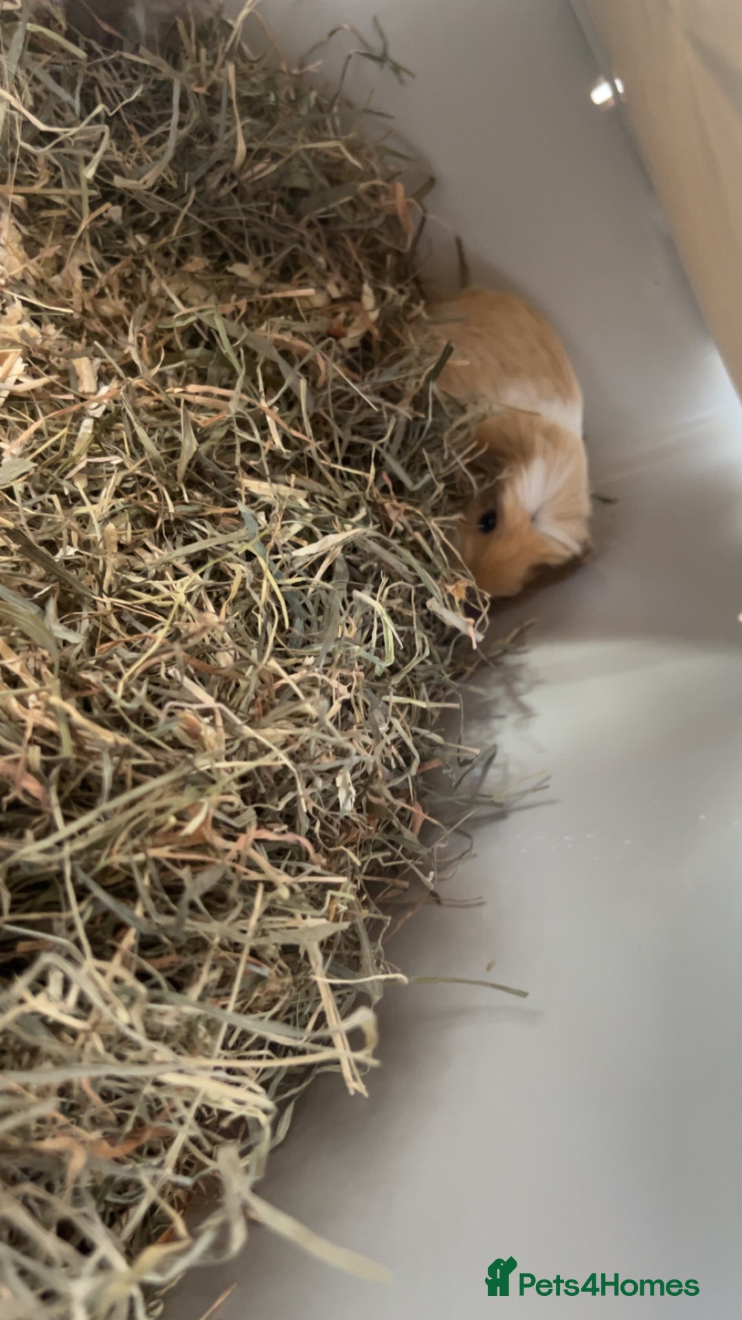 Guinea Pig rodents for sale: 2 male 7 week old guinea pigs with everything incl - Advert 2