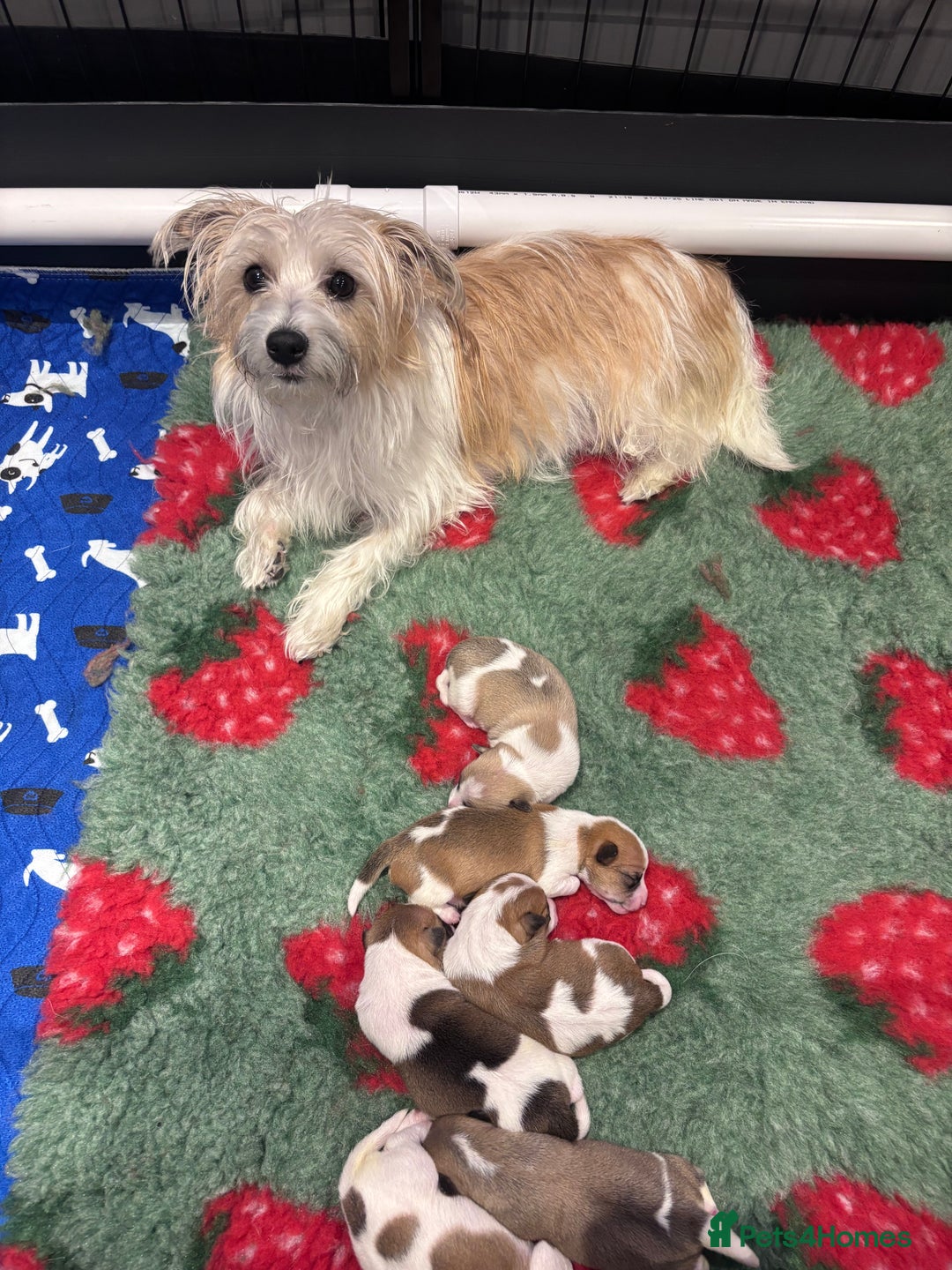 Mixed Breed dogs for sale: 3/4 Jack 1/4 Maltese male puppy available  - Advert 11