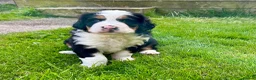 Bernedoodle dogs for sale: Gorgeous tri-colour Bernedoodle puppies  - Advert 8