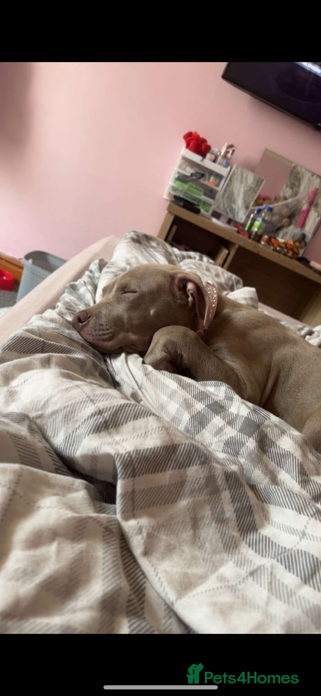 Mixed Breed dogs for sale: Staffy cross American bully  - Image 3
