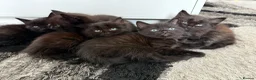 Mixed Breed cats for sale: BEAUTIFUL FLUFFY KITTENS *mixed breed*  - Advert 5