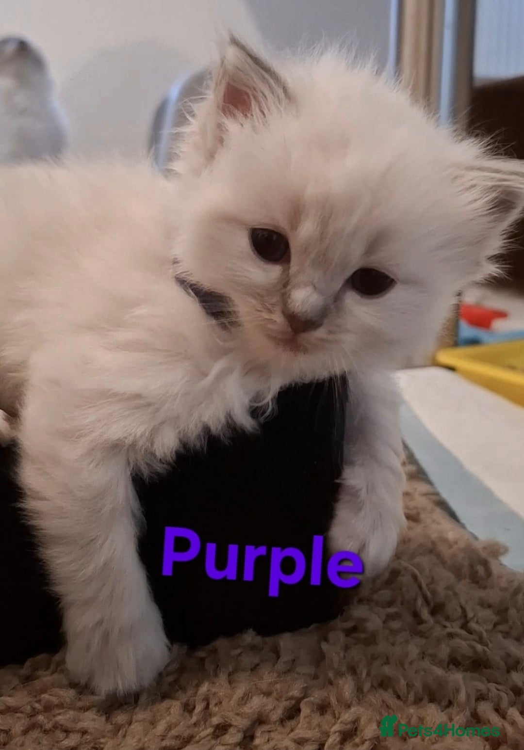 Ragdoll cats for sale: 2 female blue point ragdoll kittens  - Image 12