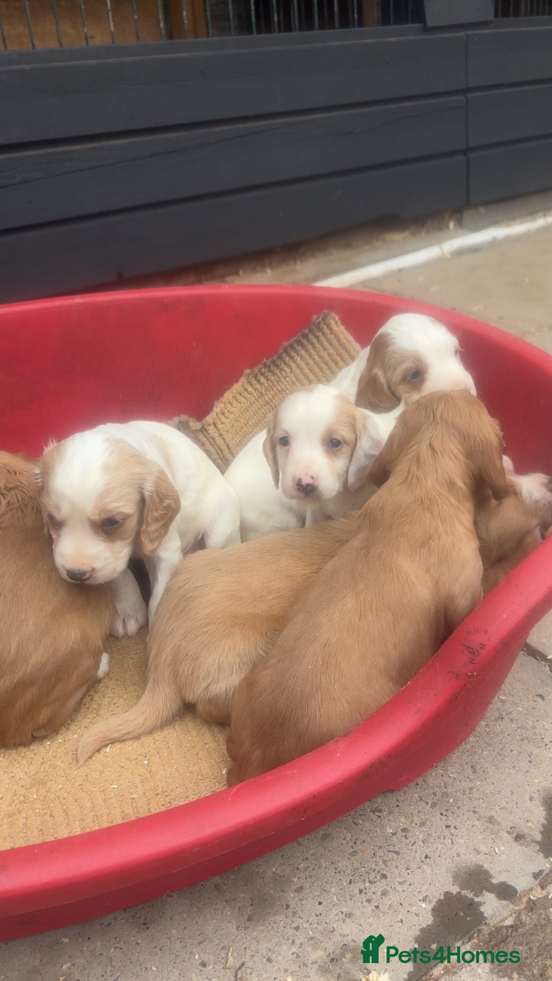 Sprocker dogs for sale: Beautiful Sprocker Puppies - Image 19