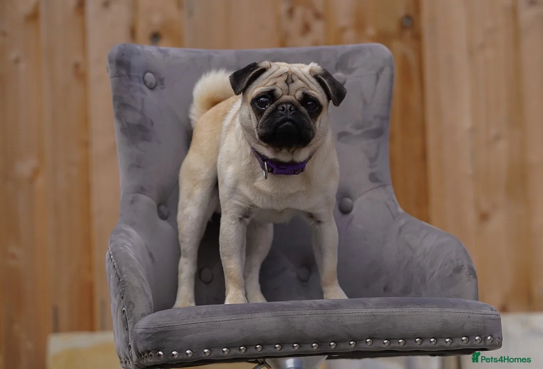 Pug dogs for stud: Standard fawn small pug for stud in Harpenden - Advert 2