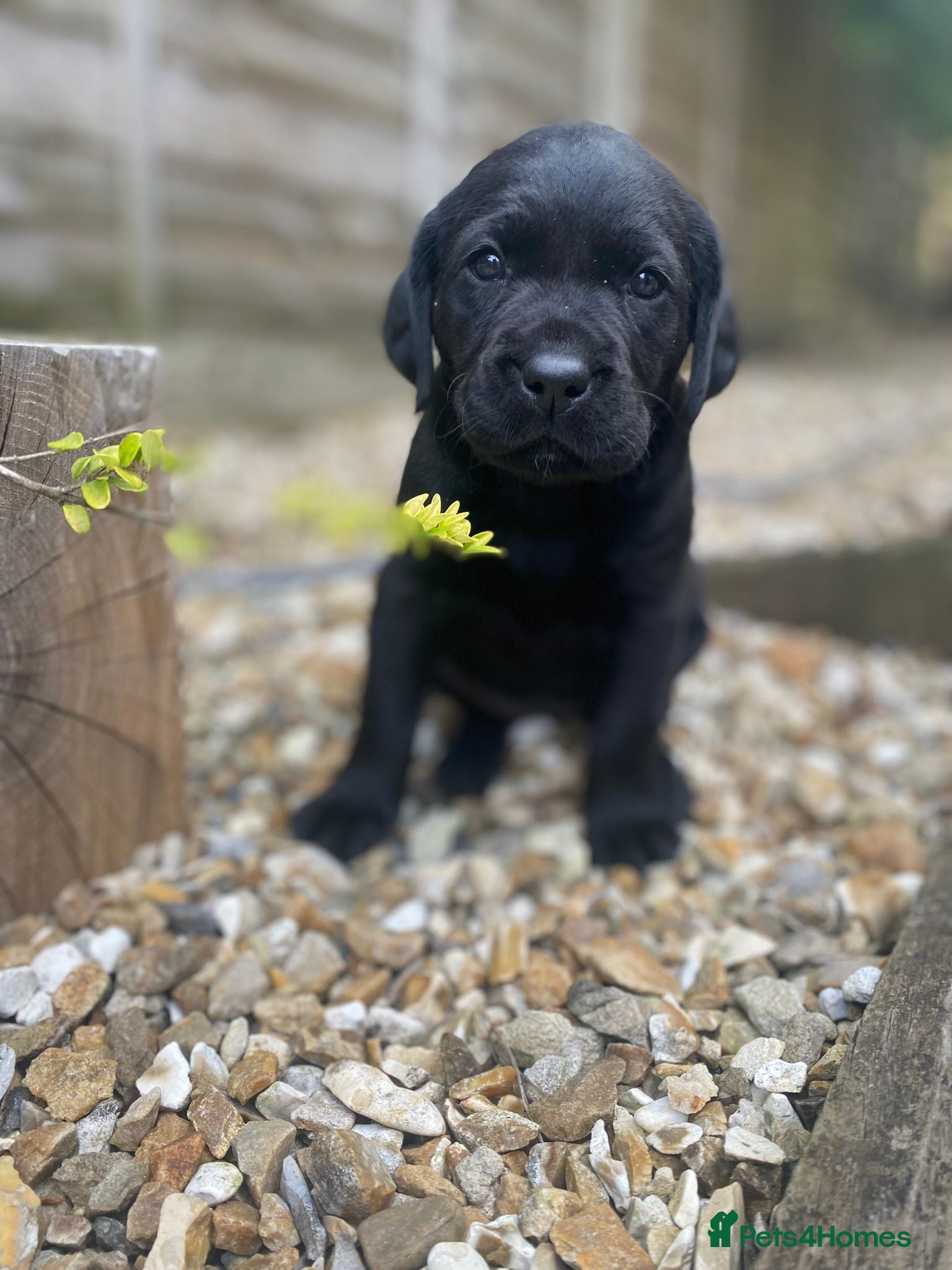 Labrador Retriever dogs Black Labrador Puppy - Loving Family Companion - Advert 2