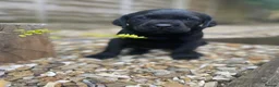 Labrador Retriever dogs for sale: Black Labrador Puppy - Loving Family Companion in Beaminster - Advert 2