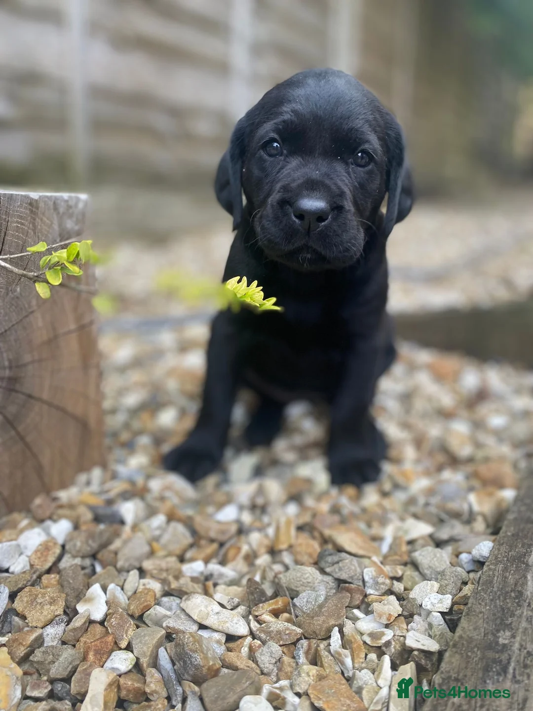 Labrador Retriever dogs for sale: Black Labrador Puppy - Loving Family Companion in Beaminster - Advert 2