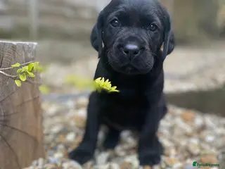 Labrador Retriever dogs Black Labrador Puppy - Loving Family Companion - Advert 2