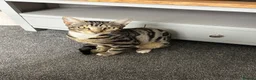 Bengal cats for sale: Bengal Cross in Polegate - Advert 2