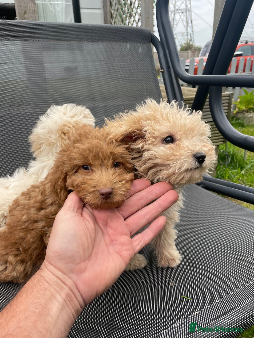 Cavapoo dogs for sale: F1b cavapoo - Image 4
