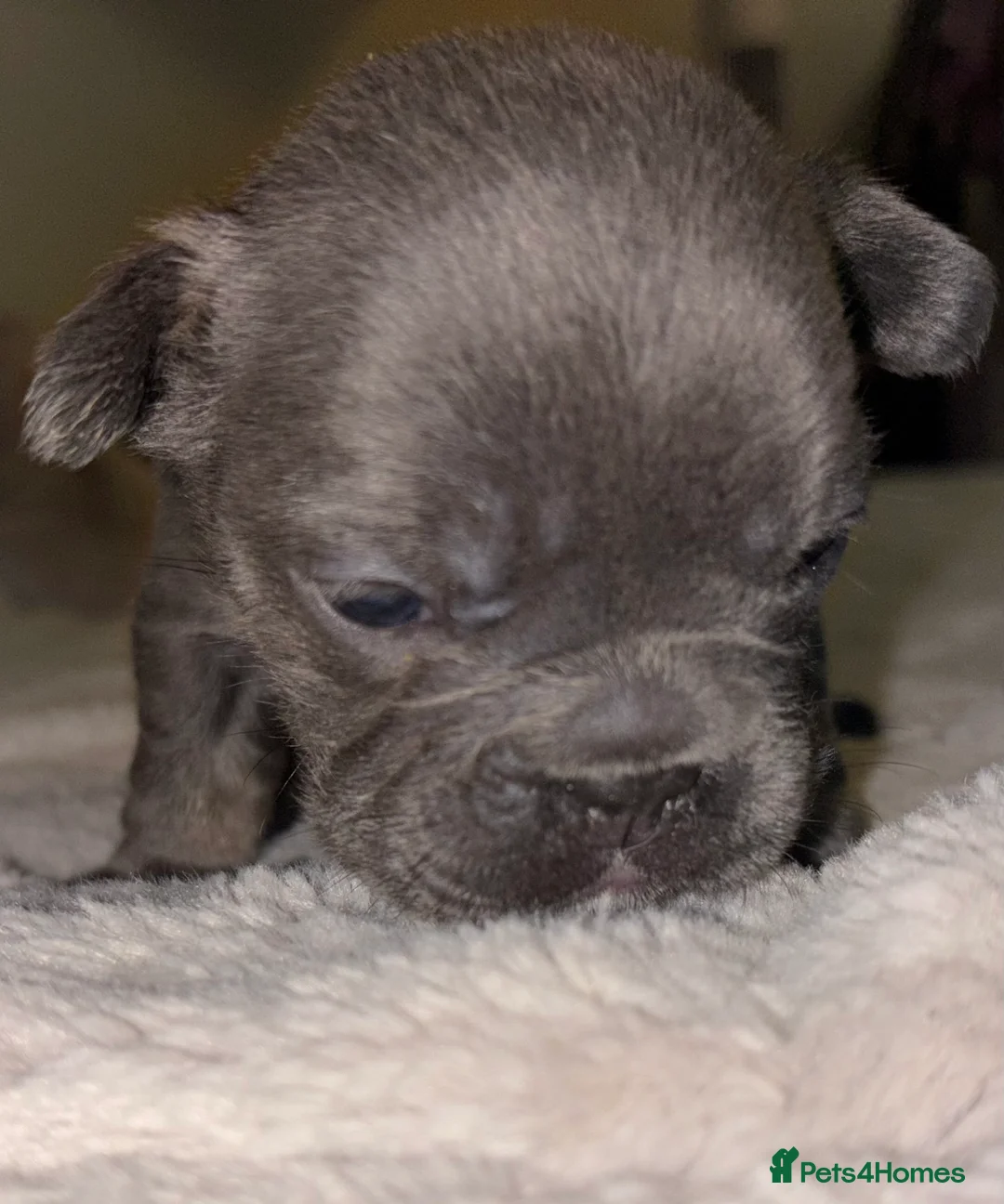 French Bulldog dogs for sale: French bulldog puppies  - Advert 18