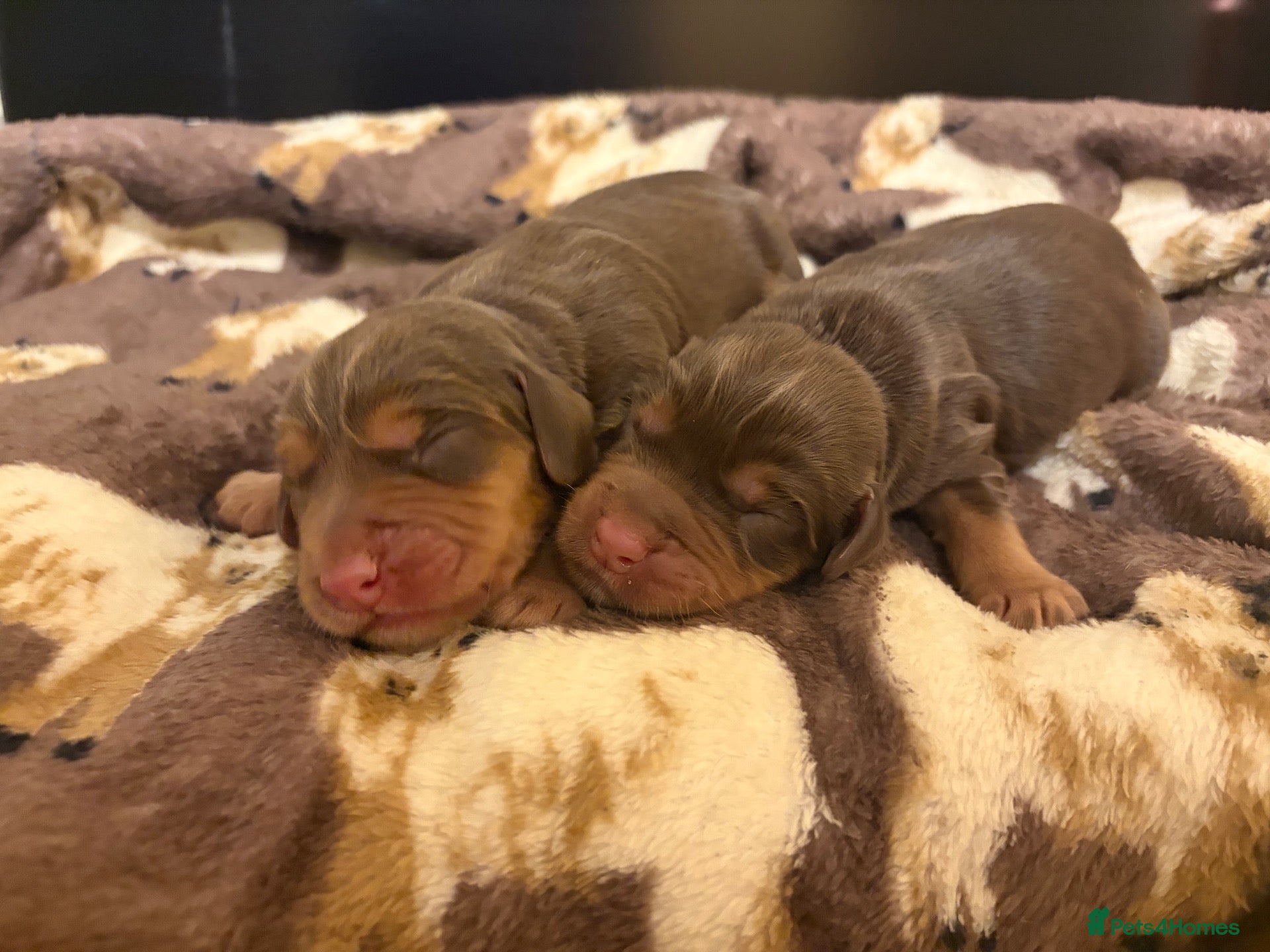 Mixed Breed dogs HAZEL’S PUPPIES ARE HERE  - Advert 6