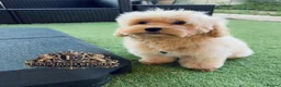 Maltipoo dogs for sale: 👑 Last Exquisite Esponjoso Royal maltipoo Boy 👑 - Advert 6