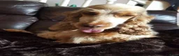 Cocker Spaniel dogs for sale: KC Show Type Cocker Spaniels - Advert 20