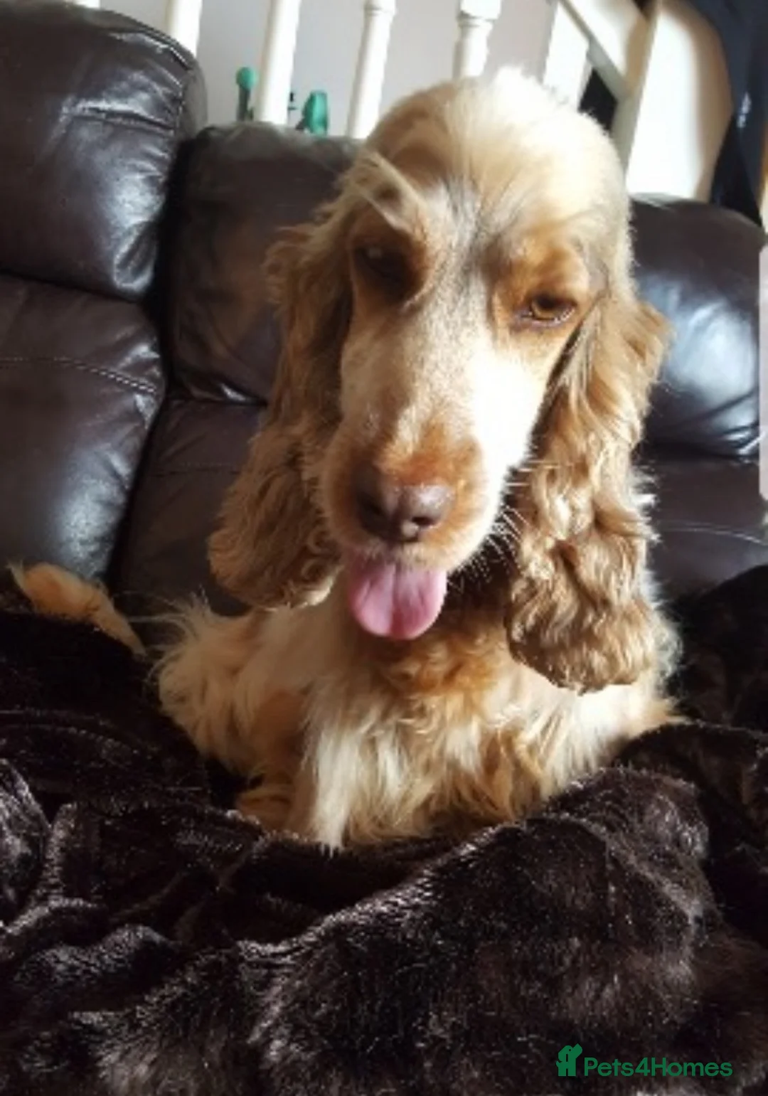 Cocker Spaniel dogs for sale: KC Show Type Cocker Spaniels - Advert 20