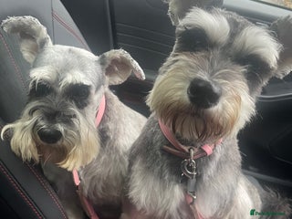 Miniature Schnauzer dogs Rehoming Megan Min. Schnauzer 1yr 5 months old - Advert 5