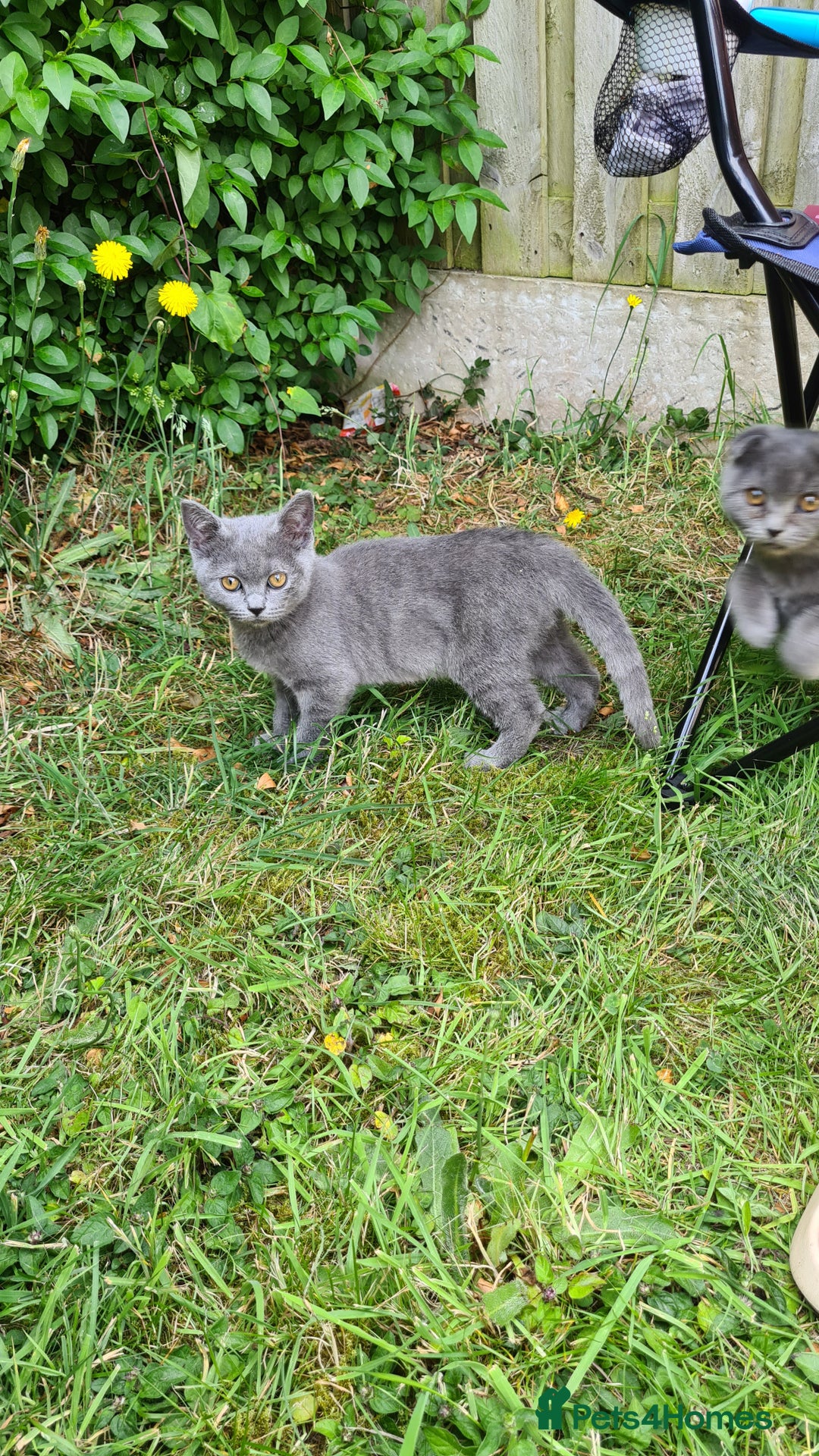 Scottish Fold cats for sale: Scotish kittens  - Image 6