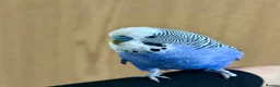 Budgerigars birds for sale: Friendly Male Budgie – Hand Tame & Loving in Liverpool - Advert 5