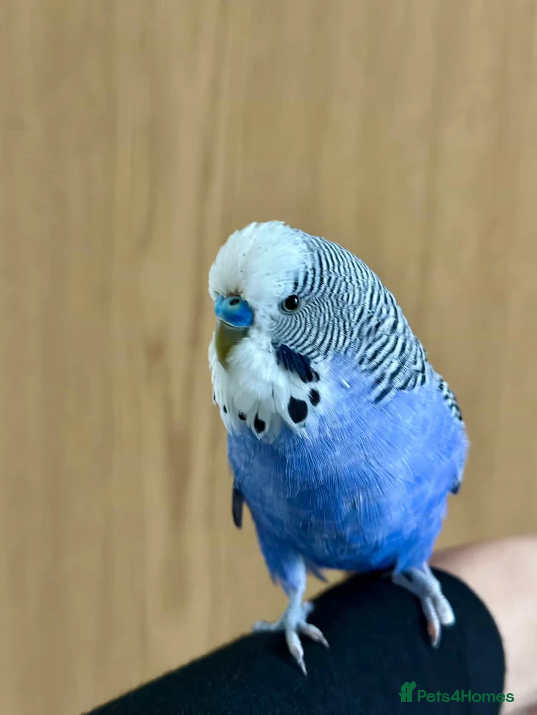 Budgerigars birds for sale: Friendly Male Budgie – Hand Tame & Loving in Liverpool - Advert 5