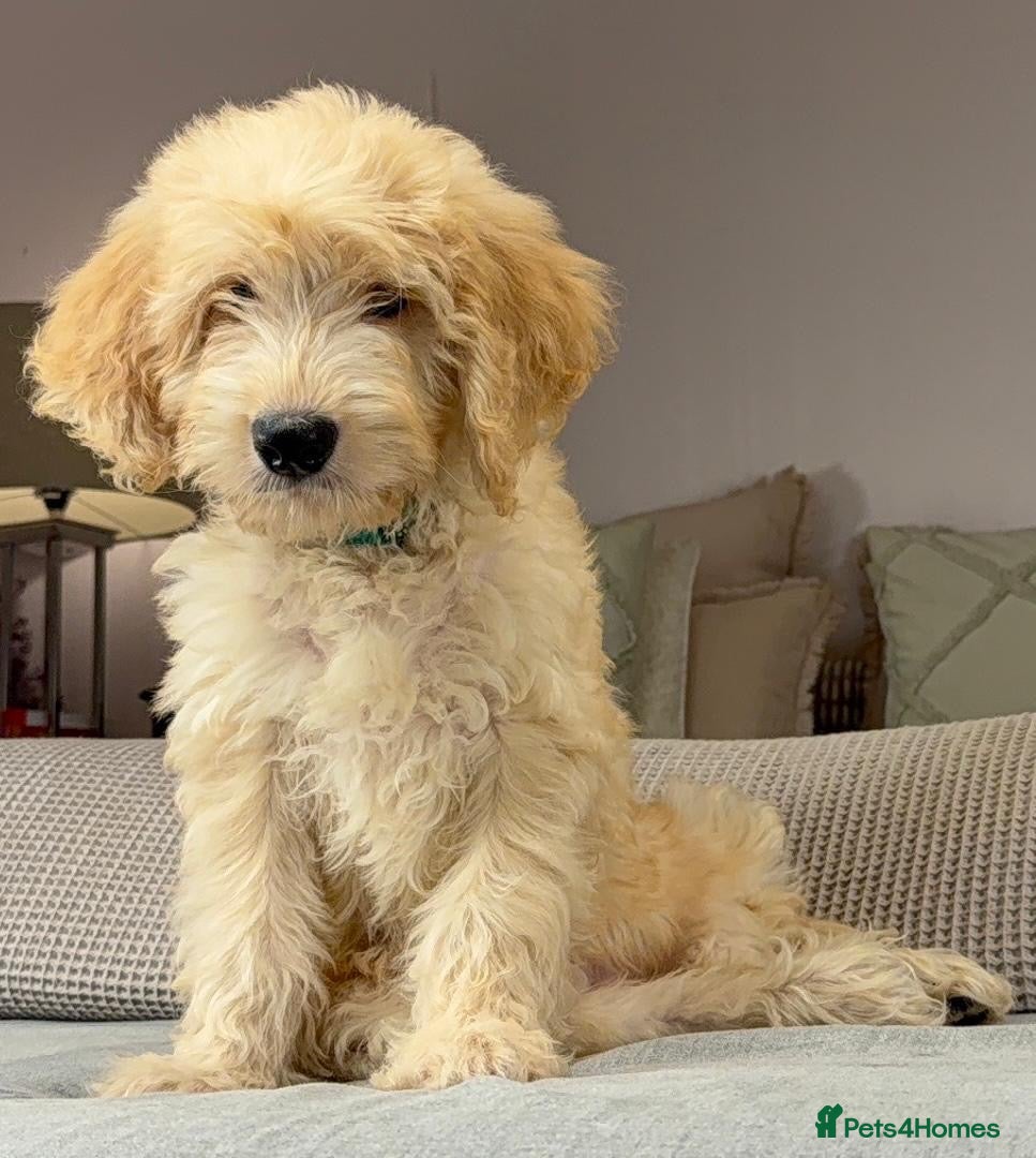 Goldendoodle dogs BEAUTIFUL HEALTHY LOVING PUPPIES  - Advert 2