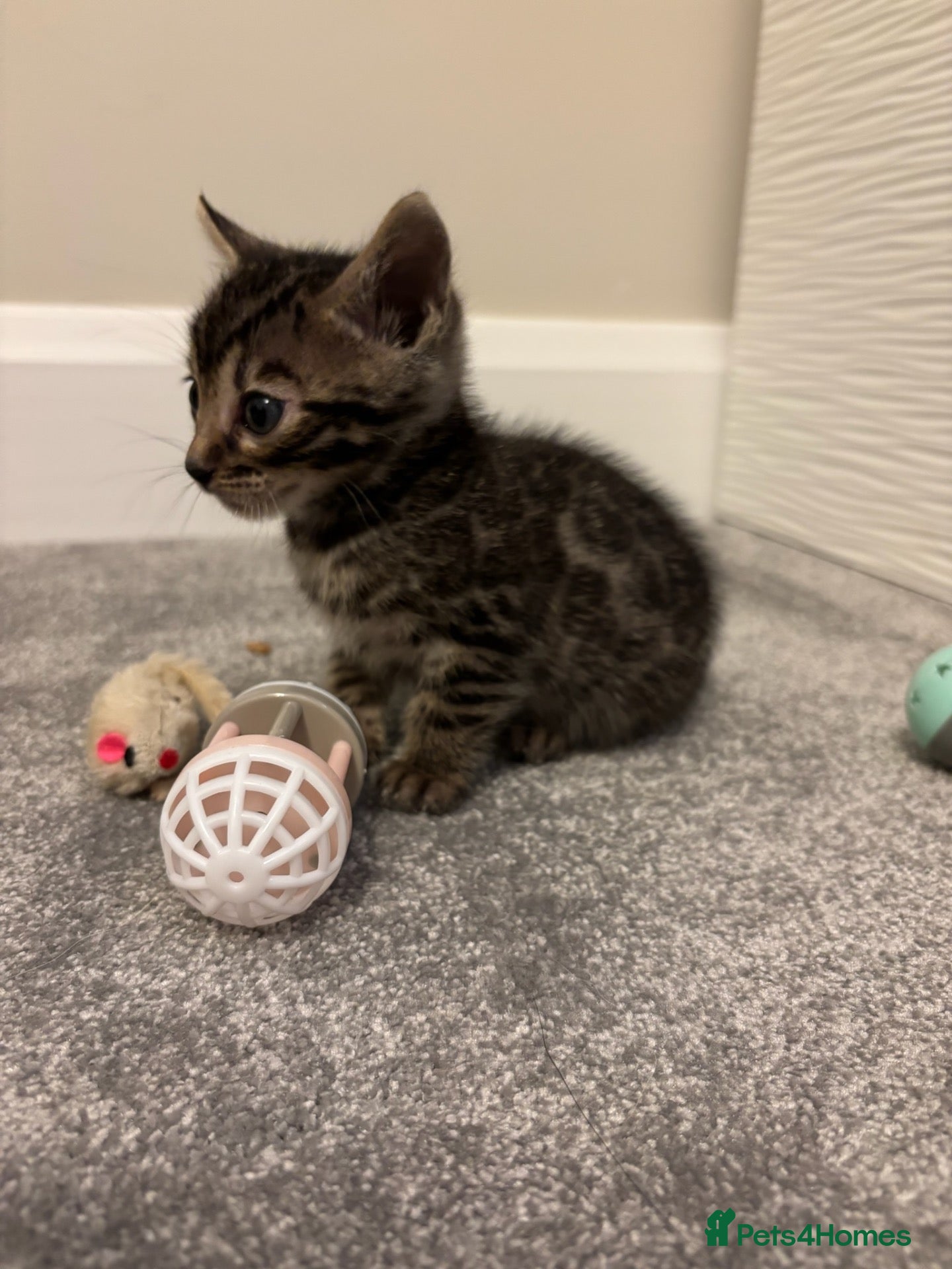 Bengal cats for sale: READY Brown Rosetted Male Tica Bengal Kittens - Advert 2