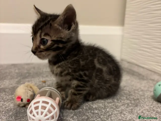 Bengal cats for sale: READY Brown Rosetted Male Tica Bengal Kittens - Advert 2