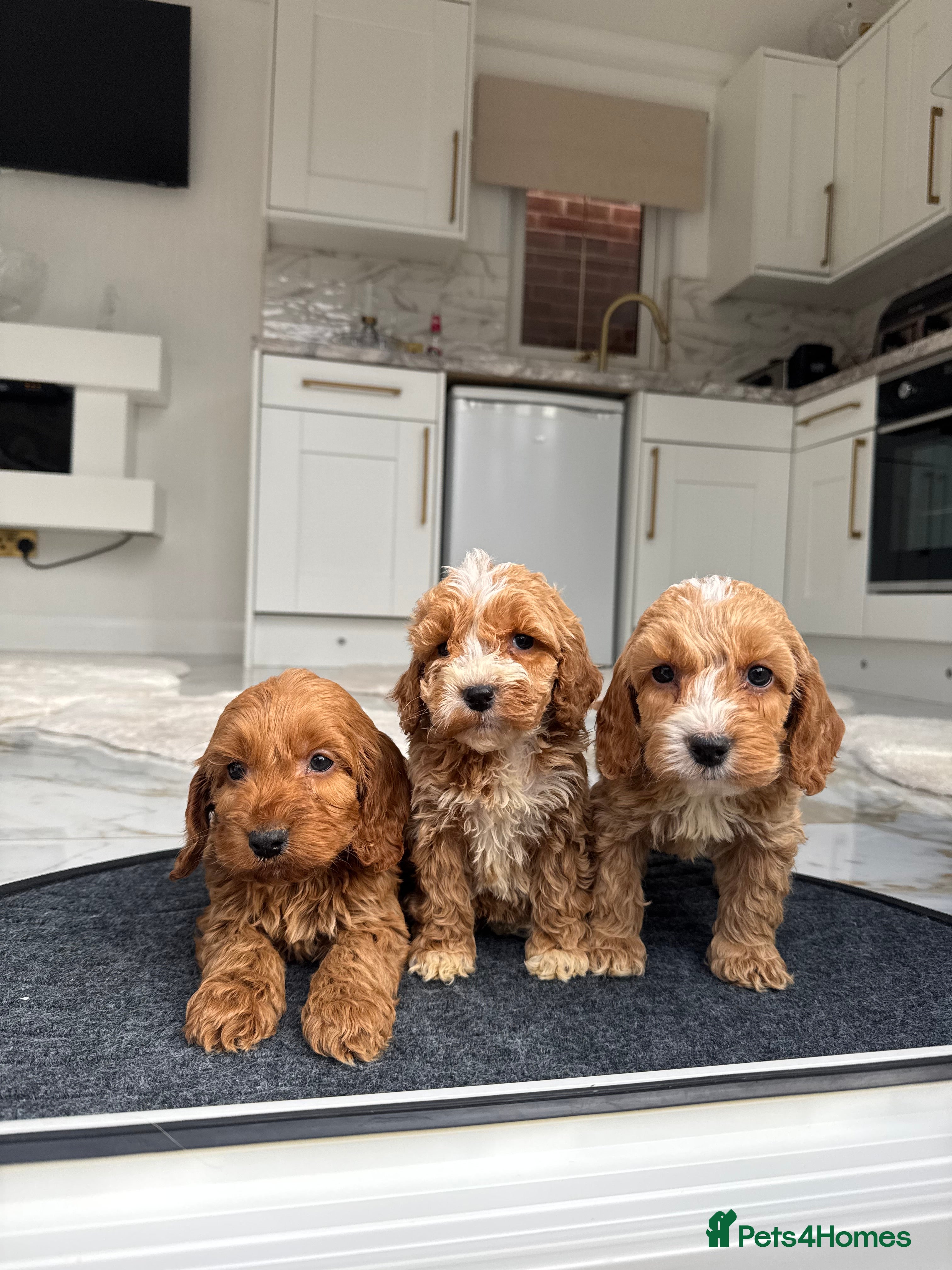 Cockapoo dogs F1 pra clear Cockapoos (council licensed breeder) - Advert 9