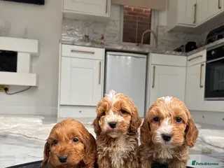 Cockapoo dogs F1 pra clear Cockapoos (council licensed breeder) - Advert 9