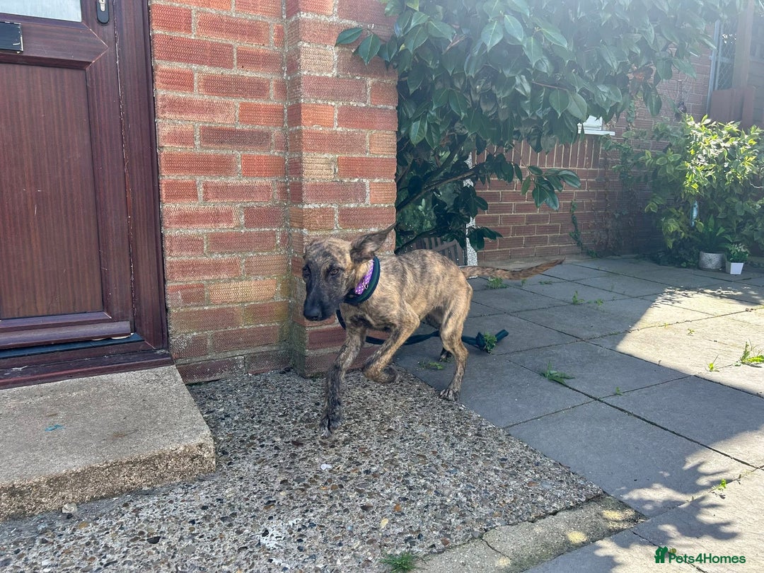 Mixed Breed dogs for adoption: Dawn - Norwich Norfolk  - Image 7
