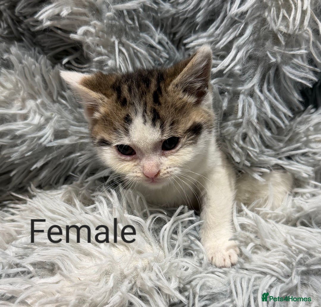 Persian cats for sale: Chinchilla persian cross kittens - Advert 20