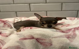 Chihuahua dogs for sale: Chihuahua puppies for sale  - Image 21