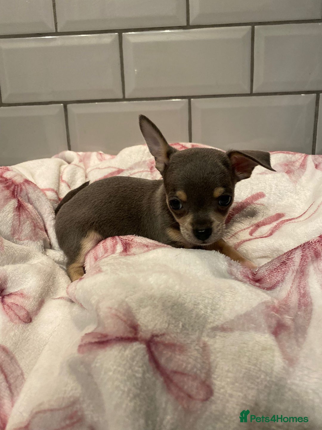 Chihuahua dogs for sale: Chihuahua puppies for sale  - Image 21