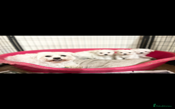 Maltese dogs for sale: 𝐓𝐢𝐧𝐲 𝐊𝐨𝐫𝐞𝐚𝐧 𝐌𝐚𝐥𝐭𝐞𝐬𝐞 𝐩𝐮𝐩𝐬 🐶  - Image 4