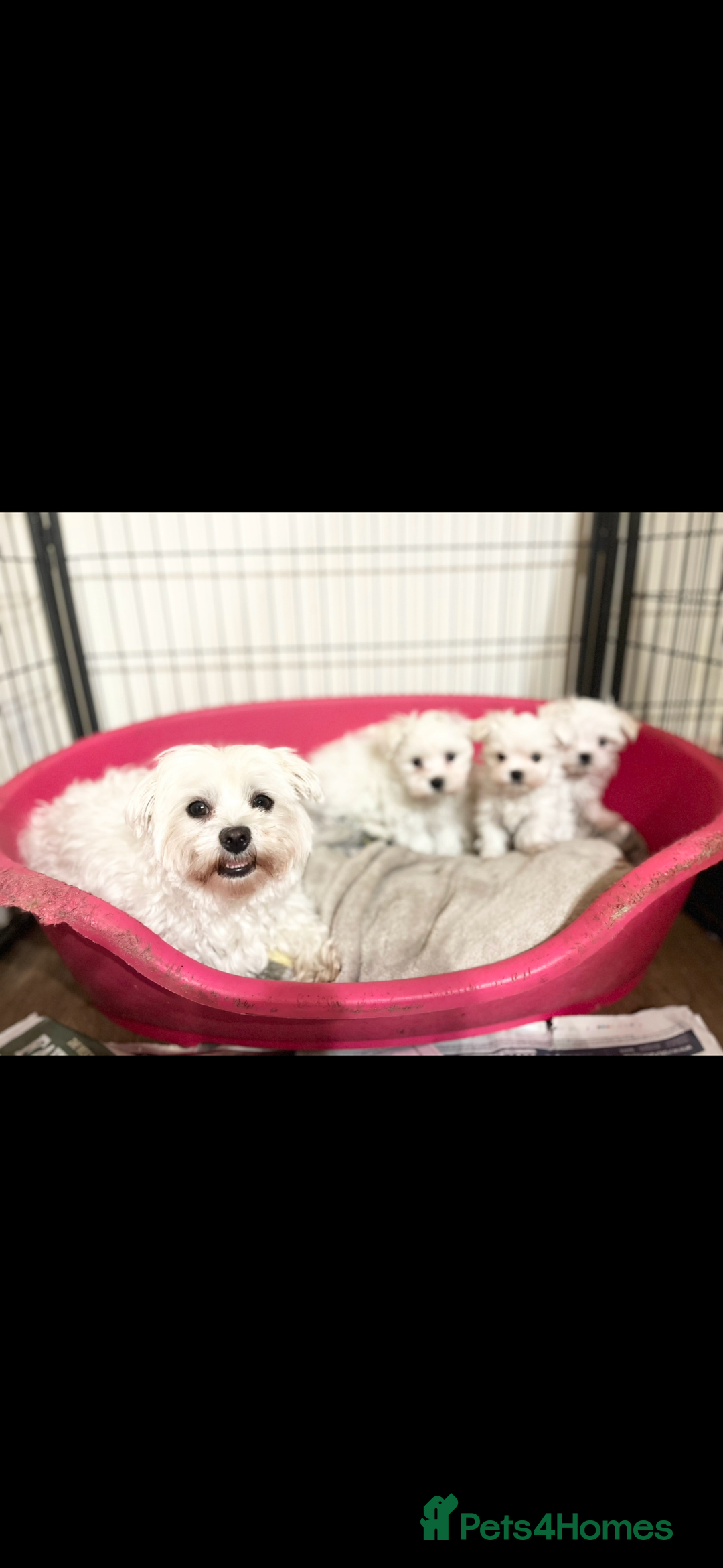 Maltese dogs for sale: 𝐓𝐢𝐧𝐲 𝐊𝐨𝐫𝐞𝐚𝐧 𝐌𝐚𝐥𝐭𝐞𝐬𝐞 𝐩𝐮𝐩𝐬 🐶  - Image 4