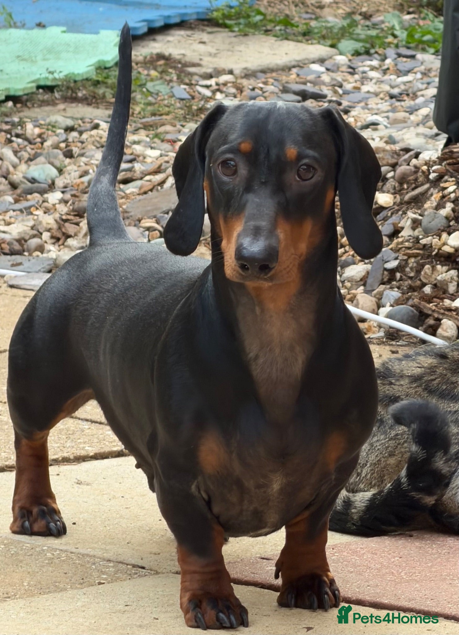 Dachshund dogs Standard Black and Tan - Advert 1