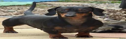 Dachshund dogs for stud: Standard Black and Tan - Advert 1