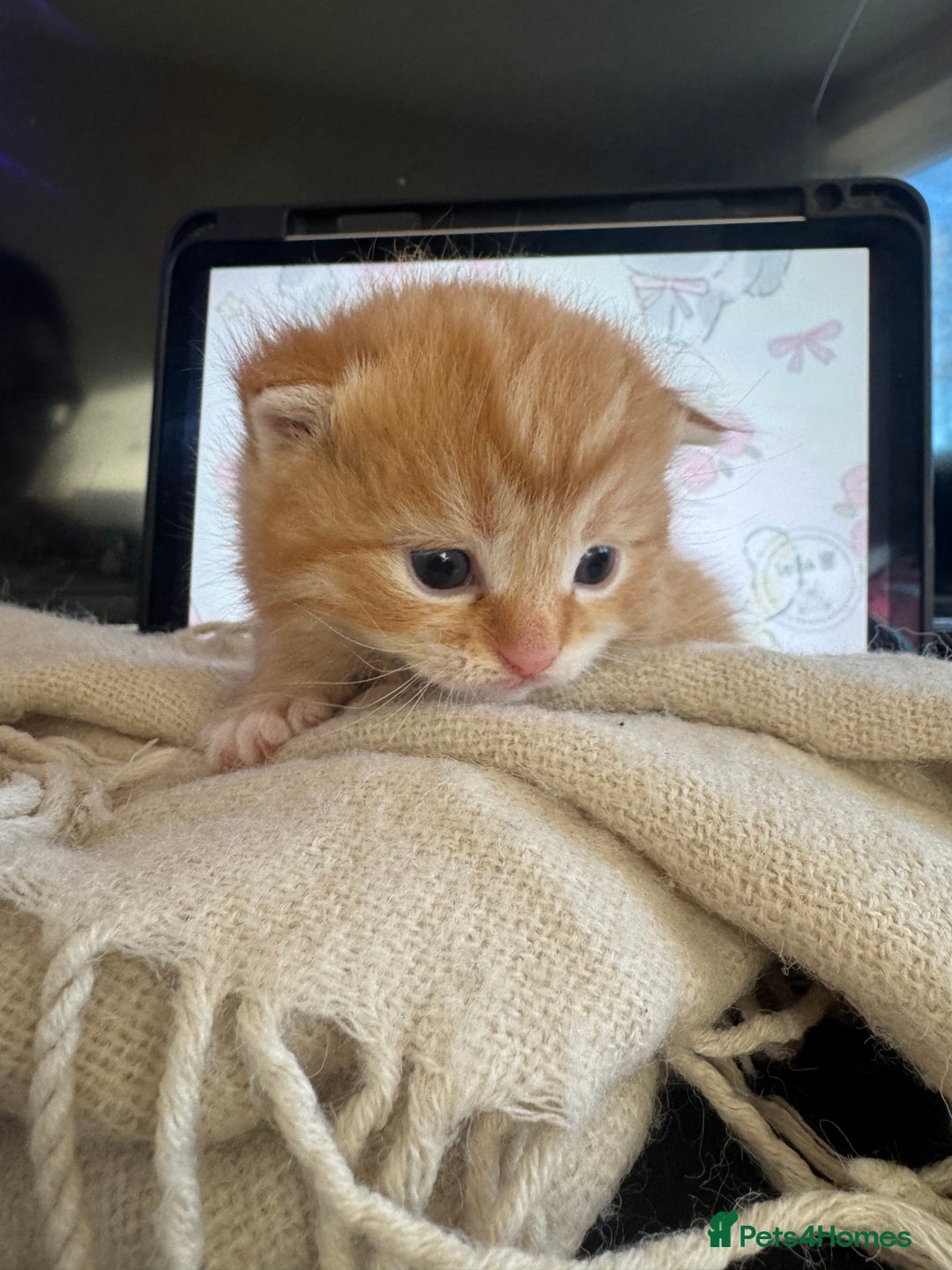 British Shorthair cats for sale: Adorable kittens - Advert 9
