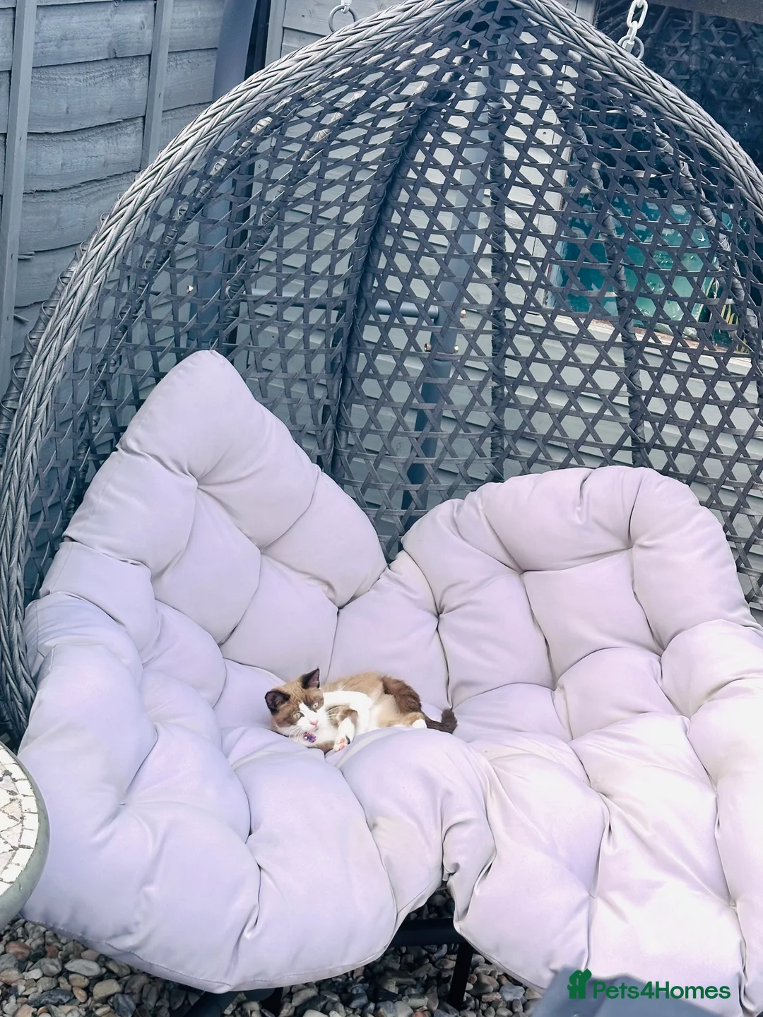 Domestic Shorthair cats for sale: Beautiful Tinkerbell for sale 🧚  - Advert 2