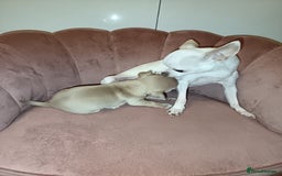 Chihuahua dogs for sale: Chihuahua boy 💙 - Advert 3