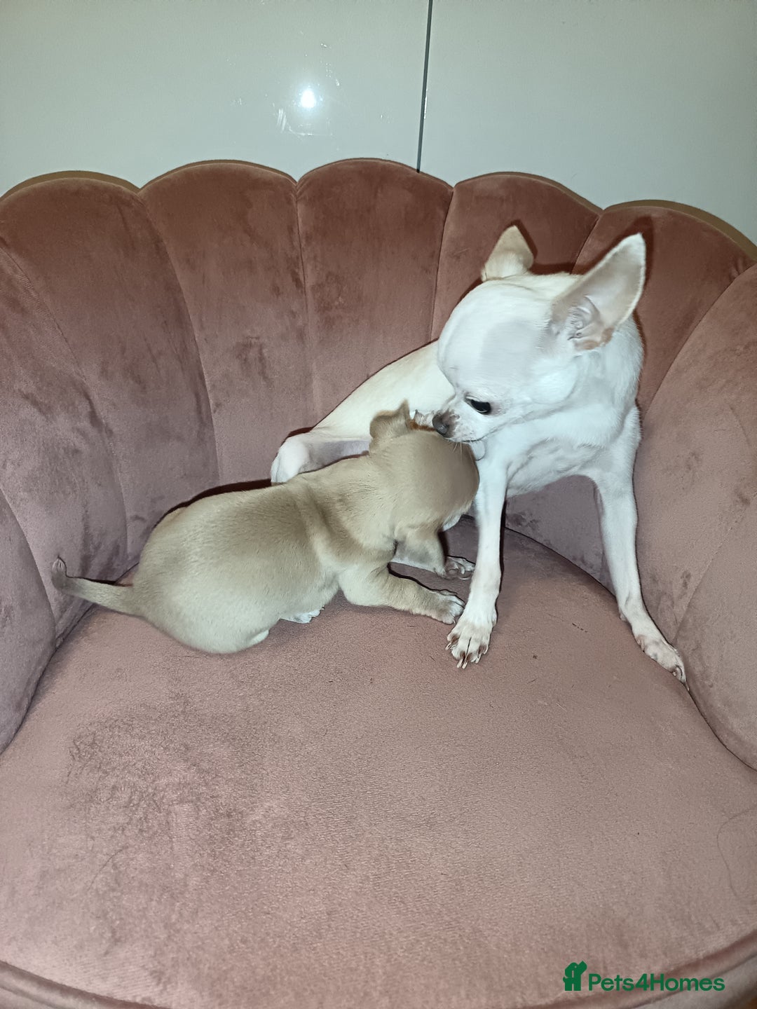 Chihuahua dogs for sale: Chihuahua boy 💙 - Advert 3