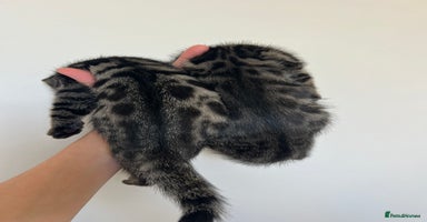 Bengal cats - Advert 3