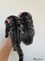 Bengal cats - Advert 3