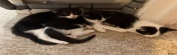 Mixed Breed cats for sale: Kittens  - Advert 15
