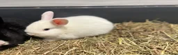 Mixed Breed rabbits for sale: Gorgeous white baby bunnies in London - Advert 8