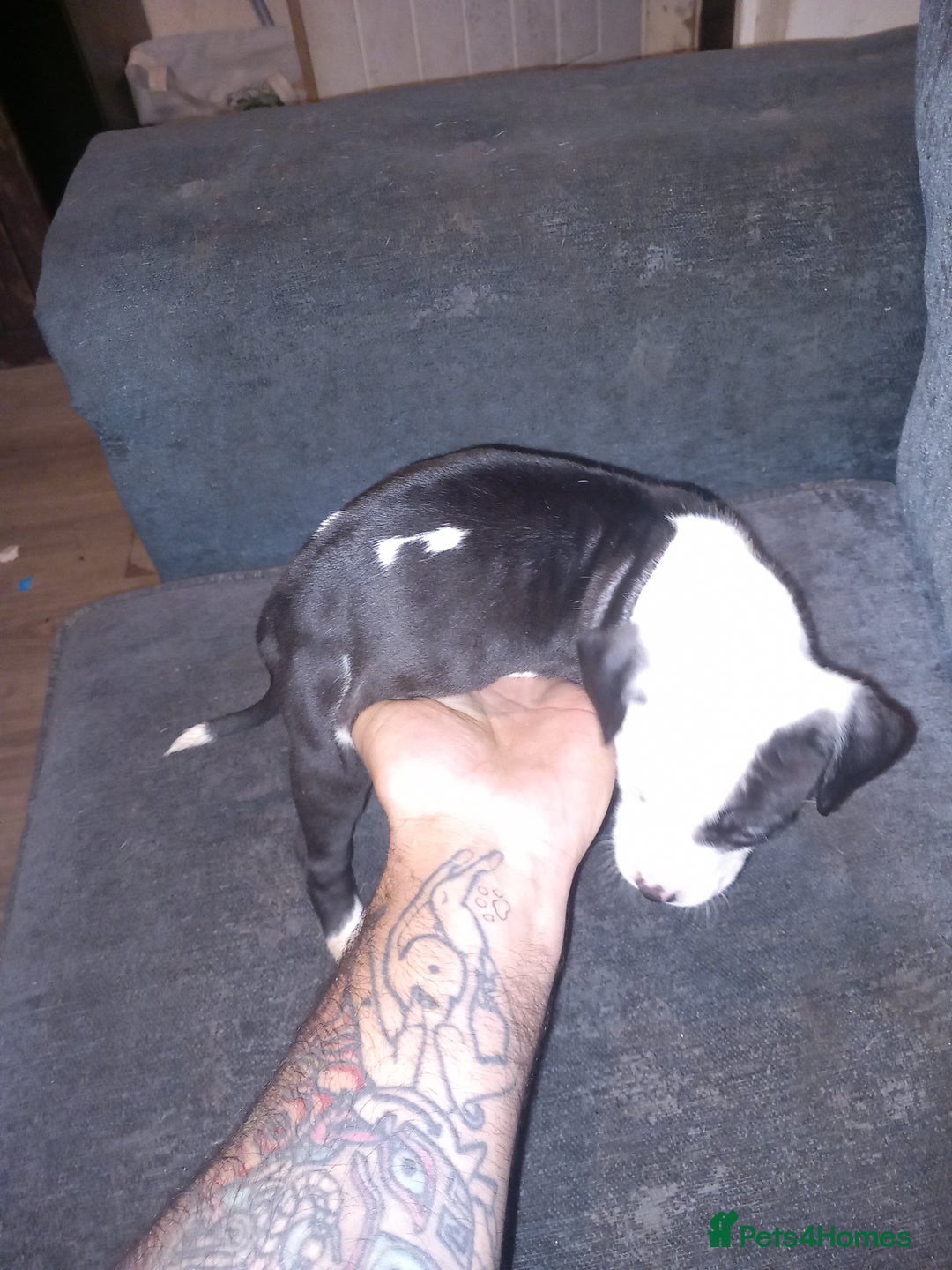 American Bulldog dogs for sale: Mr a FORD  - Advert 11