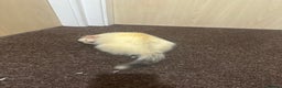 Ferret rodents for sale: 6 month old champagne colored ferret with  - Advert 12