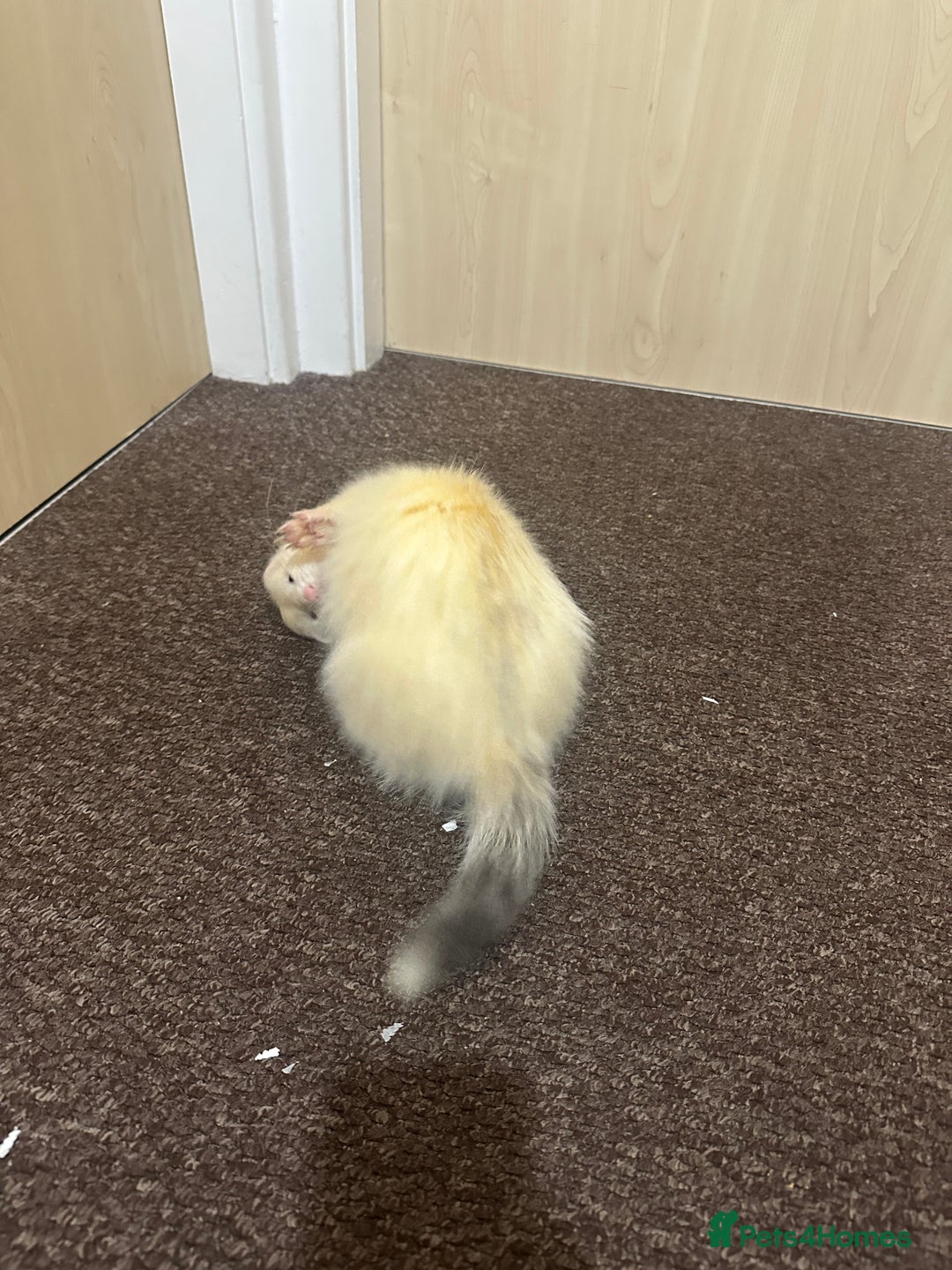 Ferret rodents for sale: 6 month old champagne colored ferret with  - Advert 12
